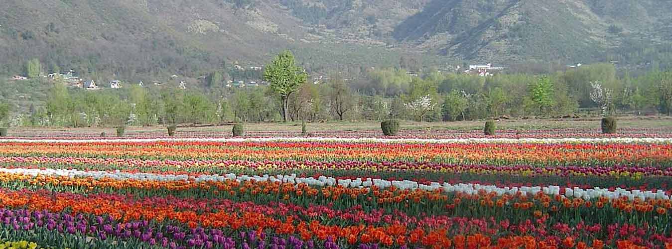 Kashmir