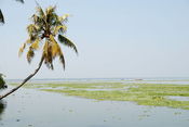 Arching_palm_tree