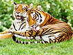 Wildlife
